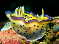   Chromodoris kuniei taken off Puerto Galera Canon Powershot G9 Inon UCL165 M67 diopter. There was little current got this shot just wind blew its skirt eat your heart Marilyn Monroe UCL-165 UCL 165 diopter  